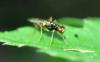 Strongylophthalmyia ustulata